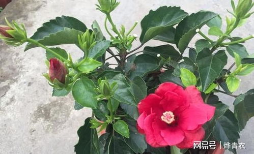 家庭养殖木槿花,如何扩大种植面积 按照3步水培 土培