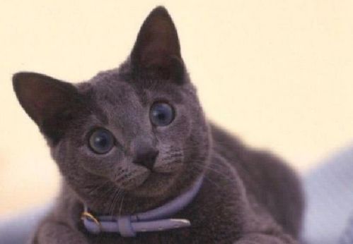 神秘而稀有的猫种,幸运的象征,被认为是泰国国猫