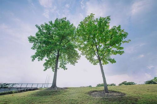 成双成对,辰山植物园浪漫 双子树 等你来打卡