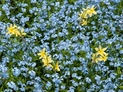 Earliest Blooms Recorded in U.S. Due to Global Warming 