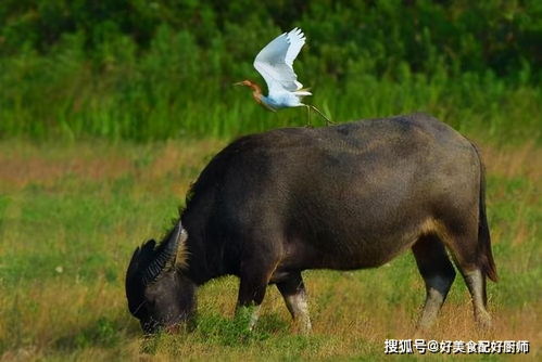 食物链错乱了 家牛为什么会吃蛇