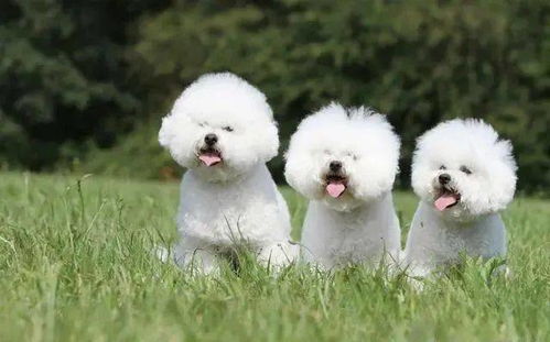 哪些小型犬品种比较好养 五款适合家养的小型狗狗
