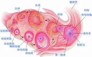 助孕科普｜卵泡为什么总是不长？如何解决？