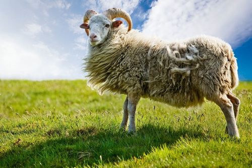 2020财运最佳的属 羊 人,下半年运势如何 家中有羊的看看