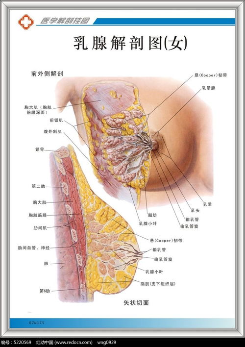 女性乳腺解剖图 米粒分享网 Mi6fx Com