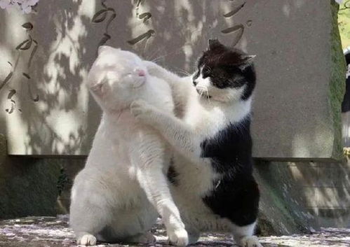 为什么猫咪交配完,母猫扭头就 攻击 公猫