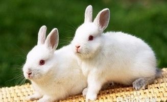 养兔子需要注意什么