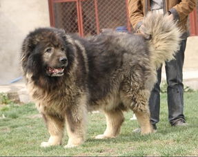 高加索犬 探秘世界上最大的狗 