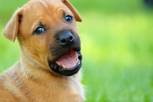 狗狗尿道炎是什么症状 什么原因引起的 该怎么治疗