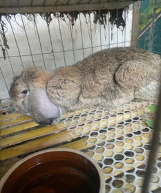 广元安哥拉长毛兔养殖效益分析