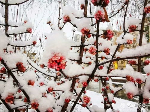 康乐春雪 告诉你没有一个春天不会来临