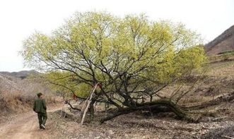 河北一棵古树200年“行走”百余米(河边有两颗百年古树)