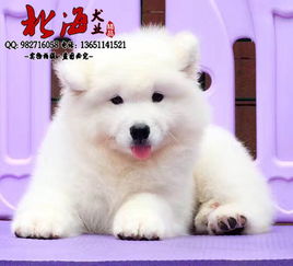 北京昌平区纯种萨摩耶幼犬多少钱一只