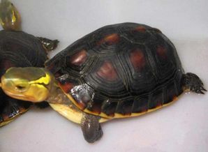 黄缘龟什么品种好养？