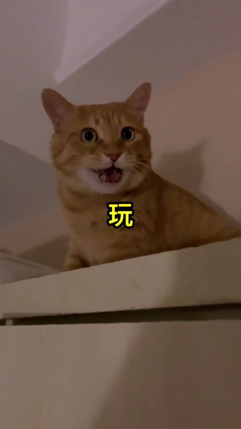 家里的小猫咪大半夜强迫带着主人玩躲猫猫,真是太可爱了 