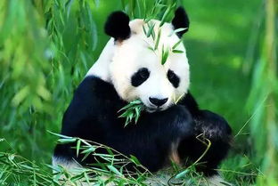 科学故事NO.2 没想到你竟然是这样的panda 