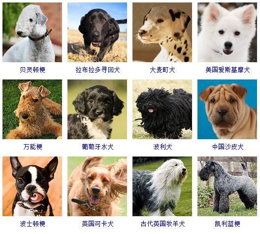 萌宠道场 目前世界上大约有多少狗的品种 它们是如何分类的 