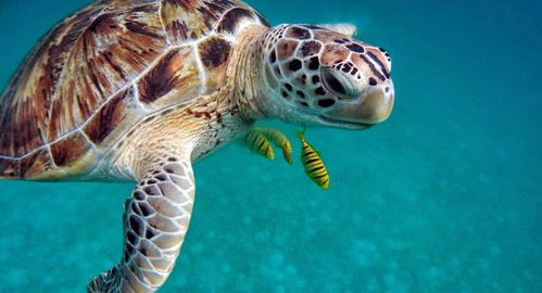 马达加斯加至少15人因食用海龟肉中毒而死亡