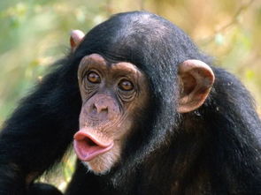 猩猩猴子都没有下巴,人类为什么会有
