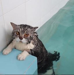 强行被主人扔进泳池学游泳的猫,上岸后的表情笑喷