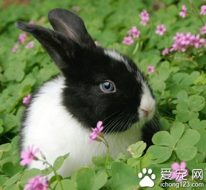 荷兰兔多少钱一只 是一个庞大的品种