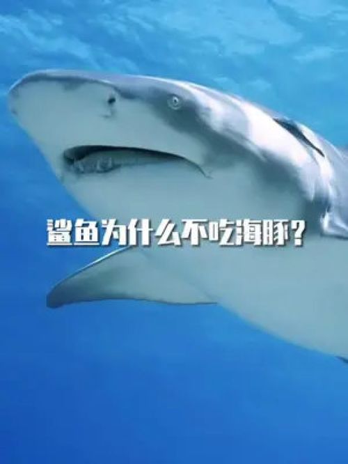 鲨鱼为什么不敢招惹海豚 科普 涨知识 冷知识 鲨鱼 