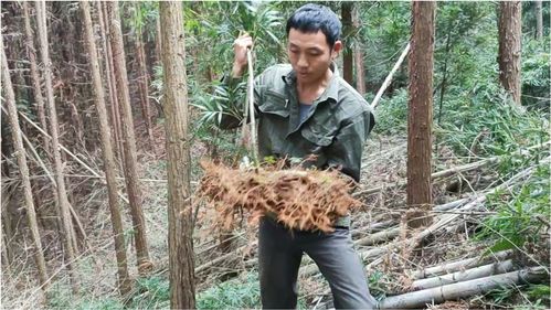 只移植竹鞭，竹子可以成活吗，还有移植时需要怎么移？