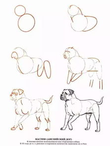2步搞定素描狗狗,还额外附赠50只狗狗的画法 