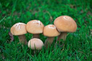 蘑菇是植物吗属于腐生真菌,香菇蘑菇杏鲍菇属于哪一类