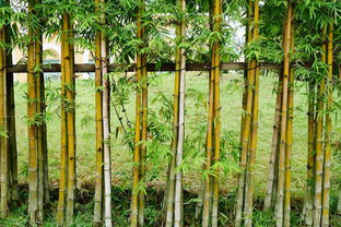 岳阳哪里竹子便宜,蔬菜竹架用的2米左右的竹子,竹子批发市场最好 