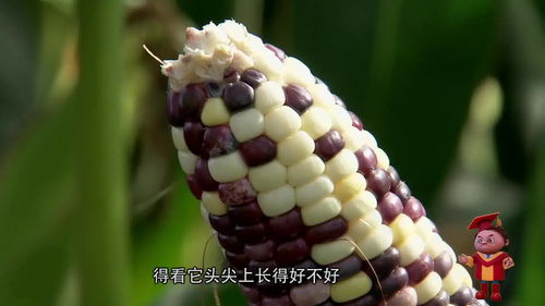 如何判断玉米成熟 怎么判断玉米可以采摘了