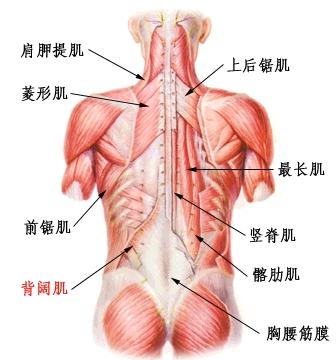竖脊肌包括哪三群肌肉 