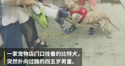 宠物店将恶犬栓门口,4岁男童被咬住不放,网友 老板真该死