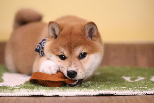 柴犬饲养过程一定要注意