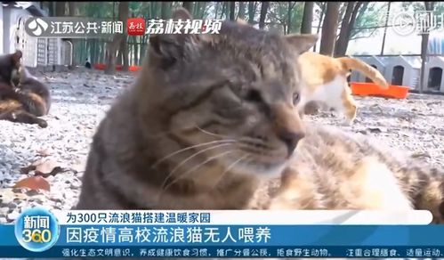 暖心 志愿者救助因疫情被遗弃流浪猫 300多平米树林猫舍是它们的温暖家园