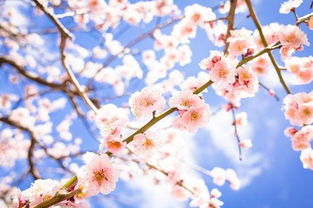 又到落英缤纷时 春季樱花摄影技巧
