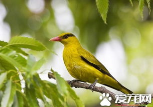 黄鹂鸟是什么鸟 黄鹂鸟是家庭饲养的上乘鸟