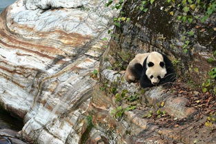 景区野生大熊猫悬崖边晒太阳 
