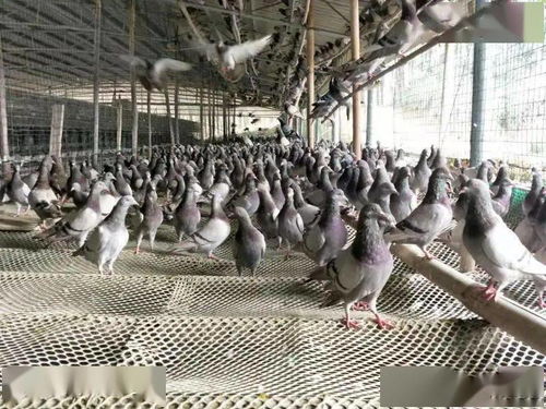 大化 发展肉鸽养殖业 助力农户脱贫致富