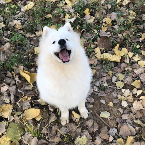 家里有两只哈士奇是种怎样的体验 快来报名挑战最美雪橇犬