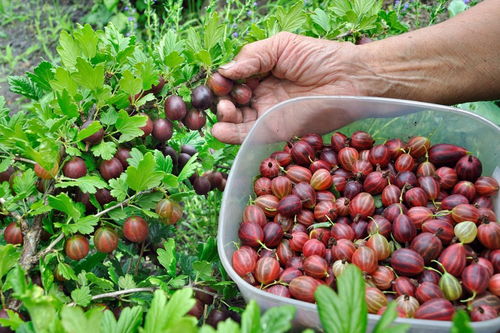 酸枣的播种时间及种植方法,酸枣树移栽方法图片