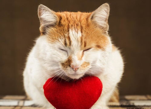 1 9岁的家猫中有21 的猫心脏有杂音 猫咪得了心脏病吗 怎么治
