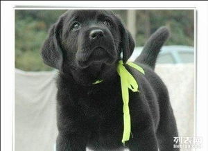 出售纯种拉布拉多幼犬黑色的和黄色的均可以挑选