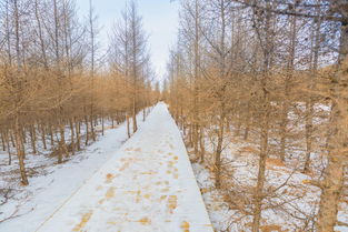 圆一场踩雪梦,丰宁坝上梦幻雪乡的声音送给你 