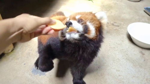 小熊猫不能吃太多甜食噢