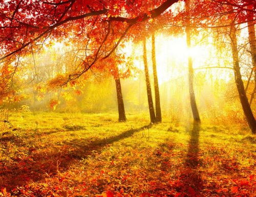 关于秋天树的诗句古诗