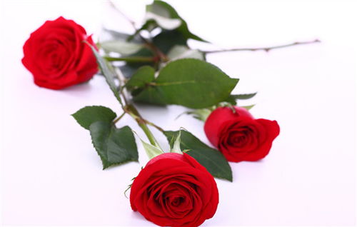摩羯座送玫瑰 摩羯座送玫瑰花的含义