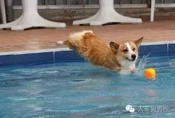 如果有狗狗的跳水比赛,你会看么