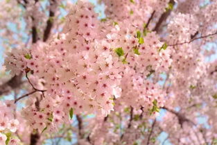 2019日本樱花花期预测 春暖花开,赏樱该提上日程啦