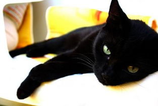 家里养黑猫好还是不好 听说黑猫是不祥之物有这说法吗 